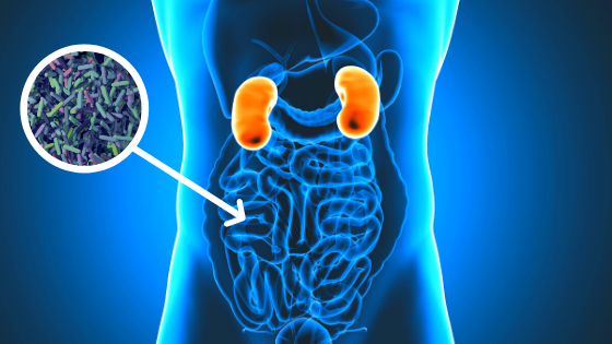 Illustration of Gut bacteria and its relationship with healthy kidneys